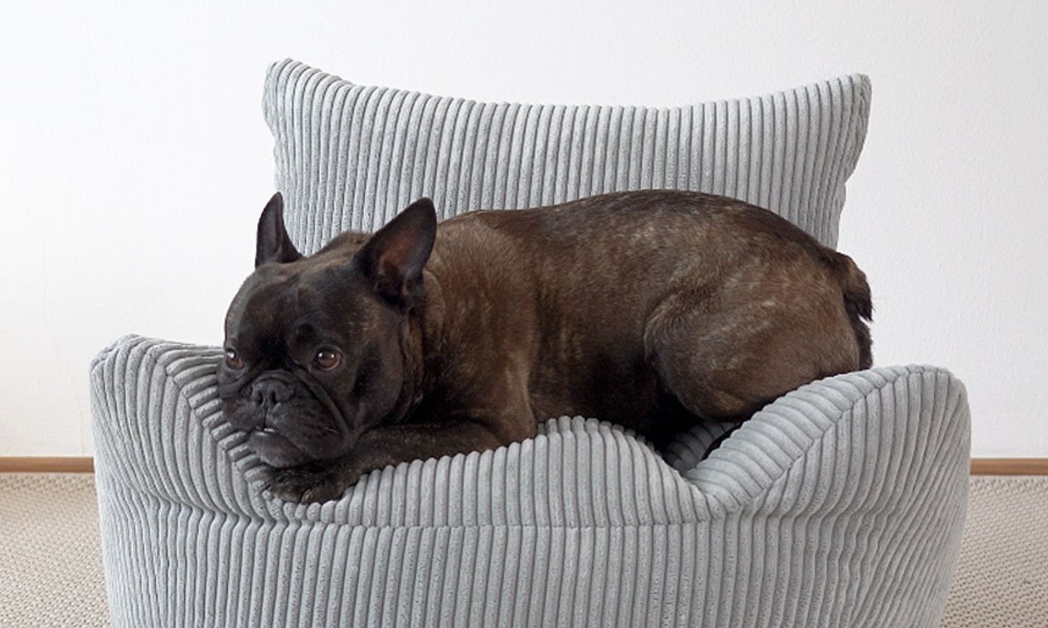 kleiner brauner Hund liegt auf Kindersitzsack aus Cord in hellgrau